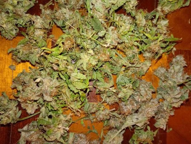 Lemonpaya. Week 19
