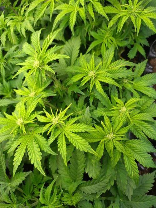 Hulkberry Auto RQS. Week 6