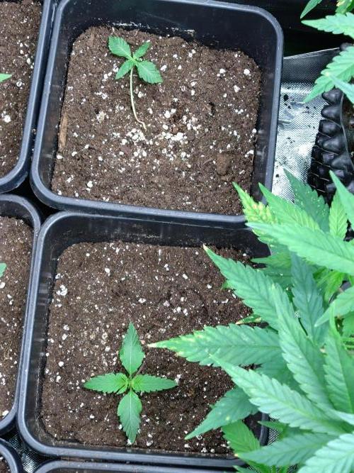 Sweet ZZ Auto Royal Queen Seeds. Week 2