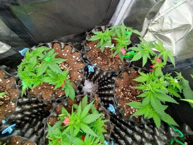 Banana Purple Punch Auto Fastbuds. Week 3