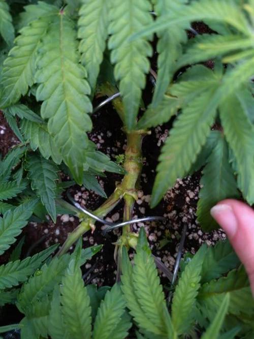 Cherry Cola RF3 Auto Fastbuds. Week 6