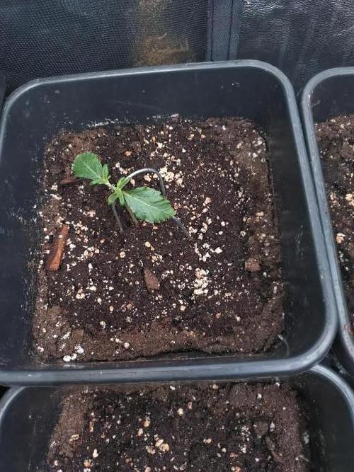 Sweet ZZ Automatic . Week 3