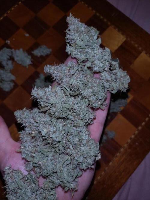 Green Gelato Auto RQS. Week 12