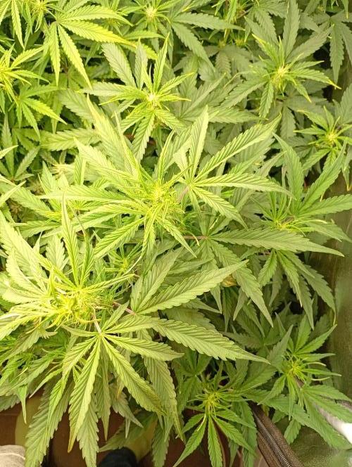 Mango Cherry Runtz Auto Fastbuds. Week 7