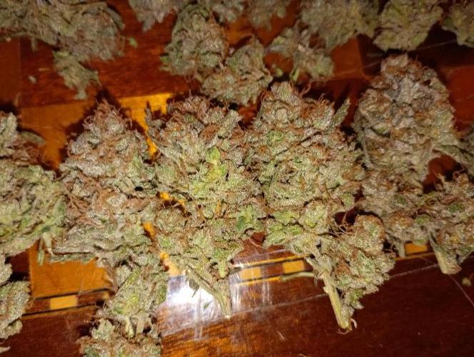 Gelato 44 Tyson 2.0 x RQS. Week 19