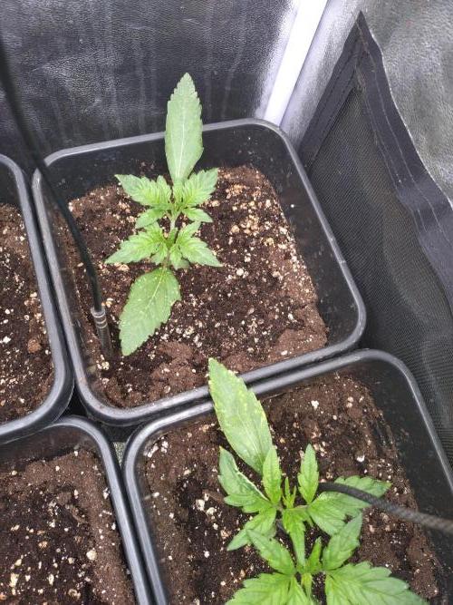 Purplematic CBD. Week 3