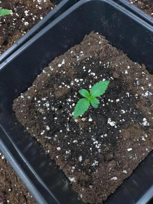 Lemonpaya Pheno #1 Fastbuds. Week 1