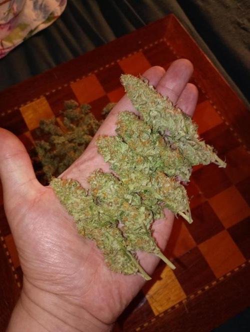 Lemon Cherry Gelato P#2 Barneys Farm. Week 19