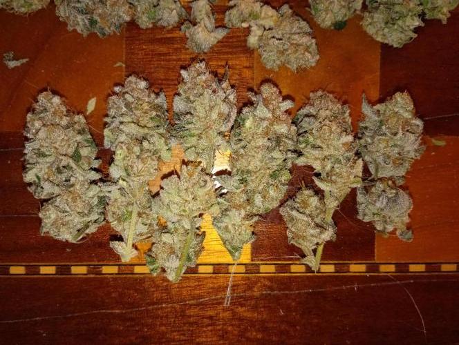 Green Gelato P#2 Royal Queen Seeds. Week 19