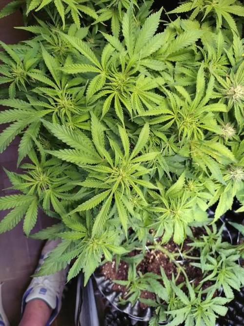 Strawberry Cheesecake Auto Barneys Farm. Week 8