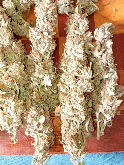 Big Bud Auto Fastbuds. Week 15