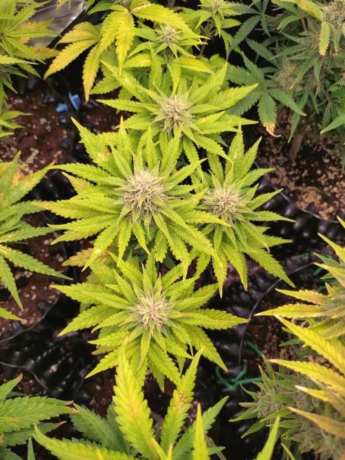 Banana Purple Punch Auto Fastbuds. Week 6