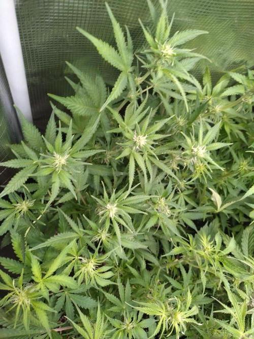 Cinderella Auto Fastbuds. Week 8