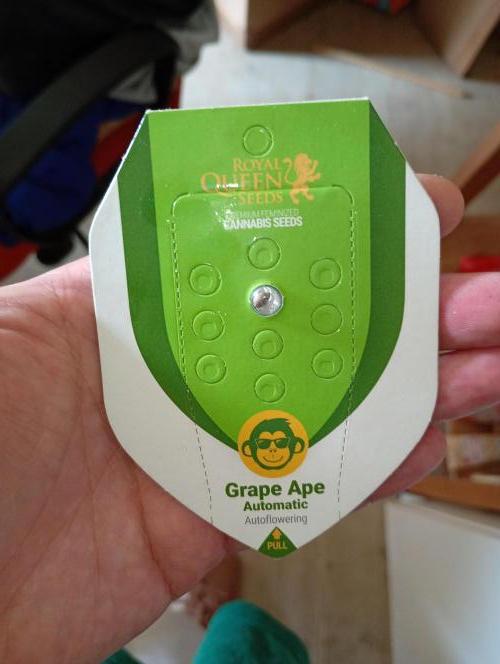 Grape Ape Auto Royal Queen Seeds. Week 0