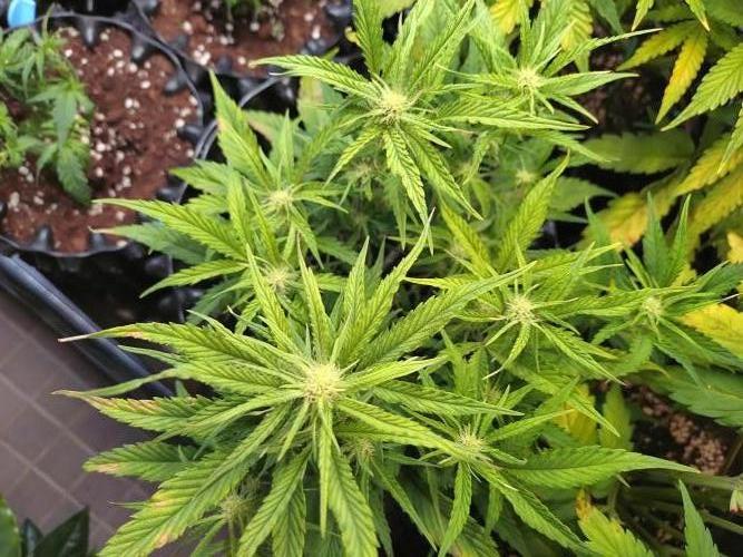 Guava Auto Fastbuds. Week 6