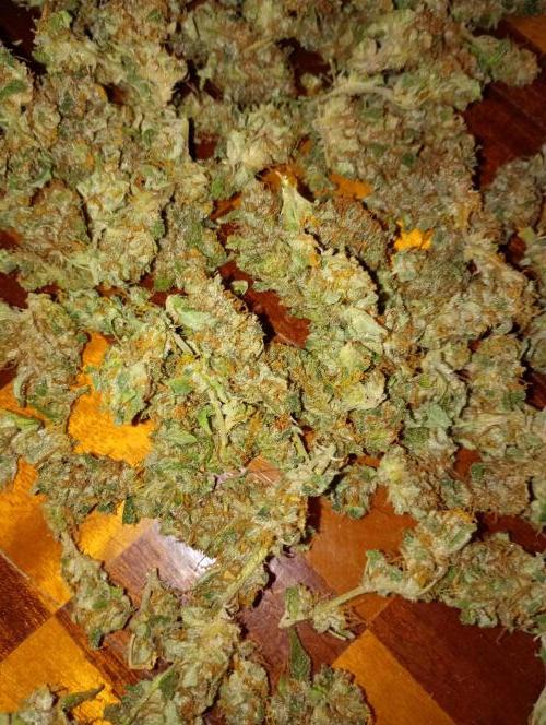 Euphoria Royal Queen Seeds. Week 19