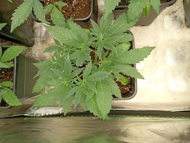 Banana Frost Auto. Week 5