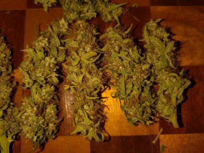 Titan F1 RQS. Week 9