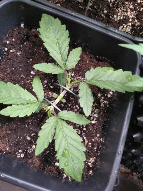 North Thunderfuck Auto RQS. Week 3