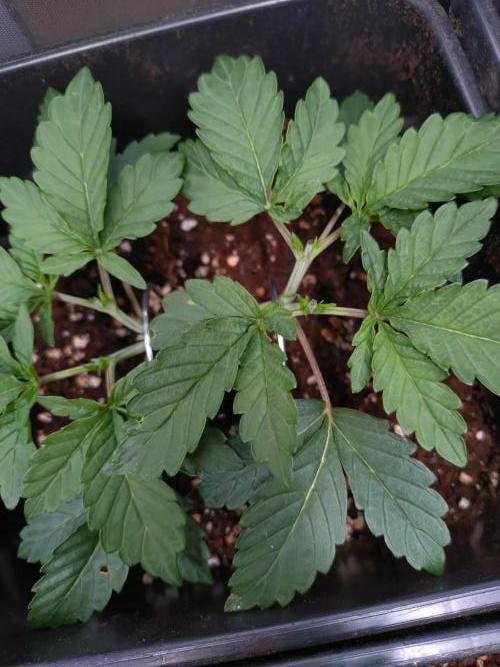 Hulkberry Auto RQS. Week 4