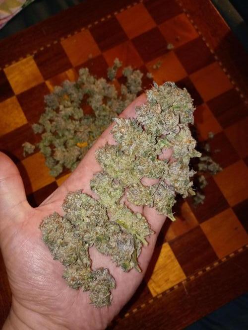 Green Gelato P#1 Royal Queen Seeds. Week 19
