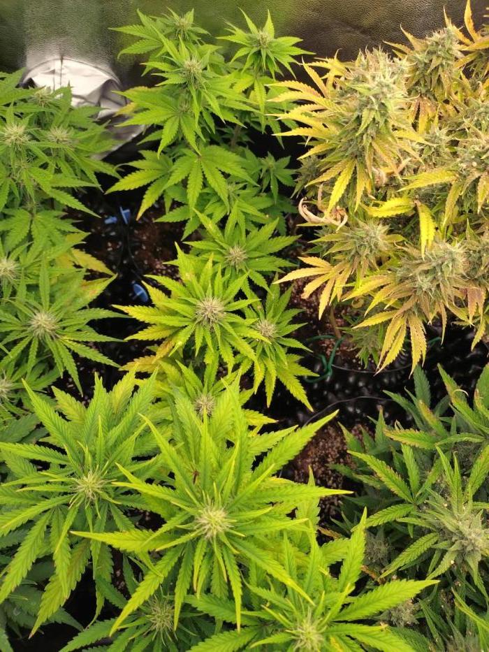 Banana Purple Punch Auto Fastbuds. Week 6