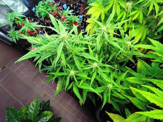 Guava Auto Fastbuds. Week 7