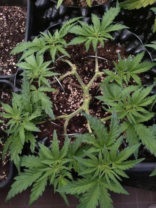 Z-Up Auto Fastbuds. Week 5