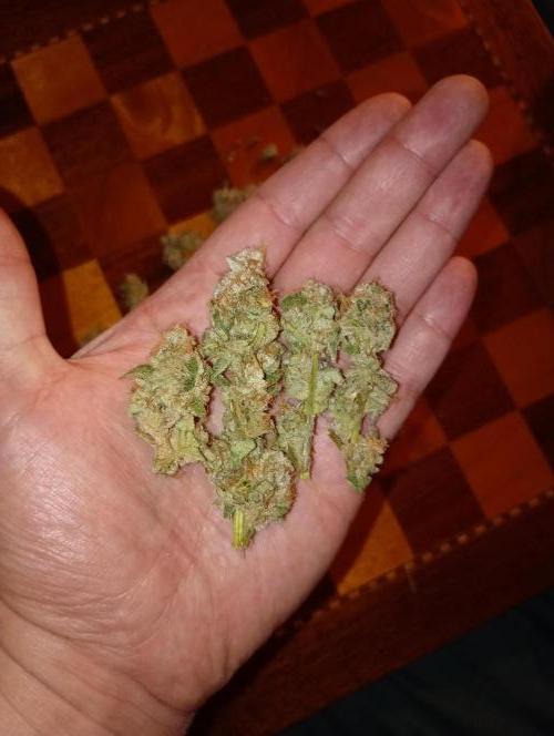 Cosmic Cheddar F1'26 Royal Queen Seeds. Week 17