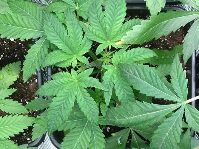 Green Gelato P#2 Royal Queen Seeds. Week 4
