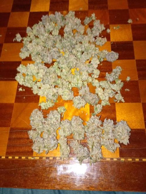 Green Gelato P#1 Royal Queen Seeds. Week 19