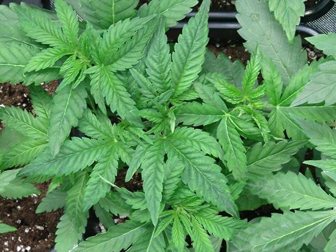 Green Gelato P#2 Royal Queen Seeds. Week 4