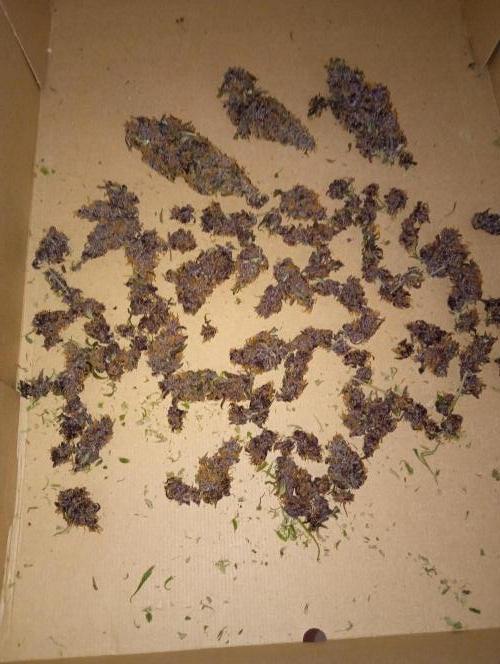 Sweet ZZ Auto Royal Queen Seeds. Week 14