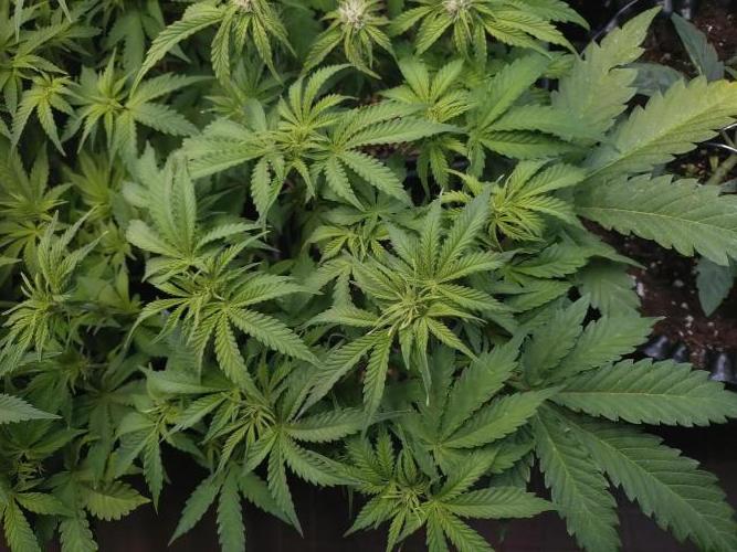 Strawberry Cheesecake Auto Barneys Farm. Week 7