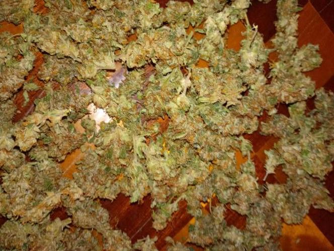 Euphoria Royal Queen Seeds. Week 19