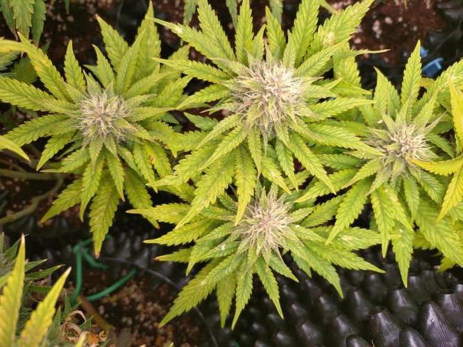 Banana Purple Punch Auto Fastbuds. Week 7