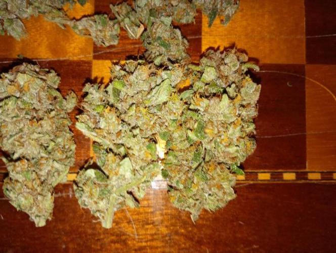 Euphoria Royal Queen Seeds. Week 19