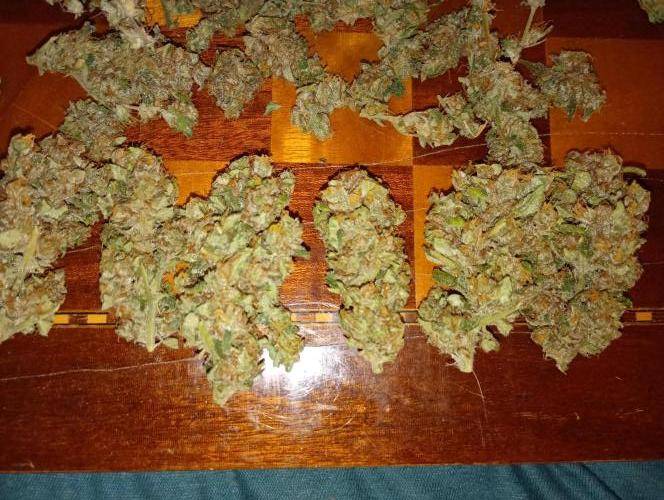 Euphoria Royal Queen Seeds. Week 19