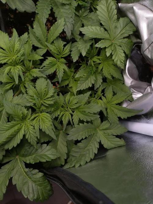 Grape Pop Rocks Auto Anesia Seeds. Week 5