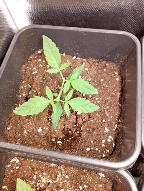 Mendo Guava Auto. Week 3