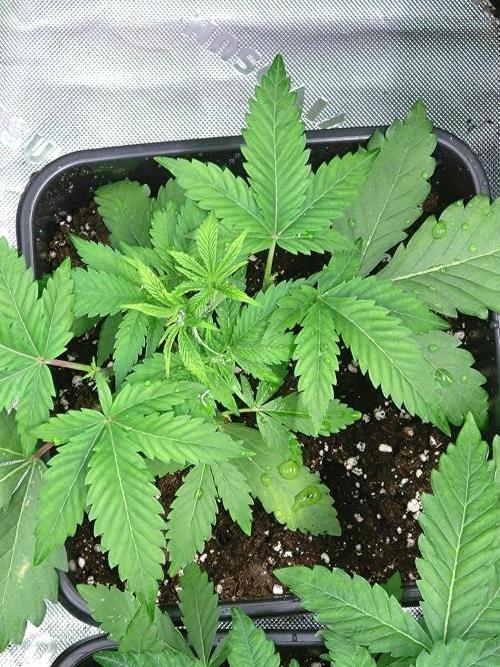Orange Sherbet FF P#2 Fastbuds. Week 4