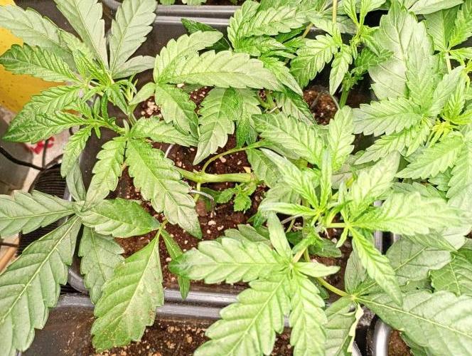 Green Gelato Auto RQS. Week 5