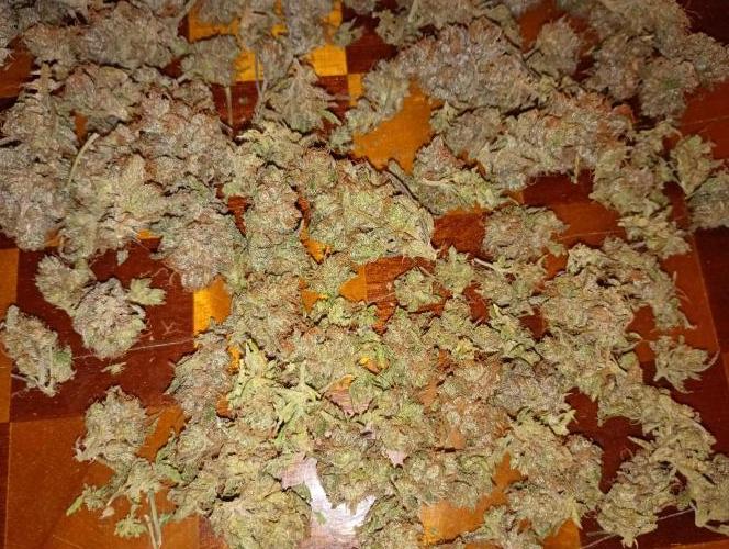 Gelato 44 Tyson 2.0 x RQS. Week 19