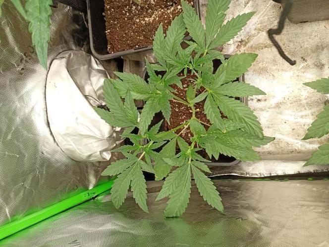 Guava Runtz Auto. Week 5