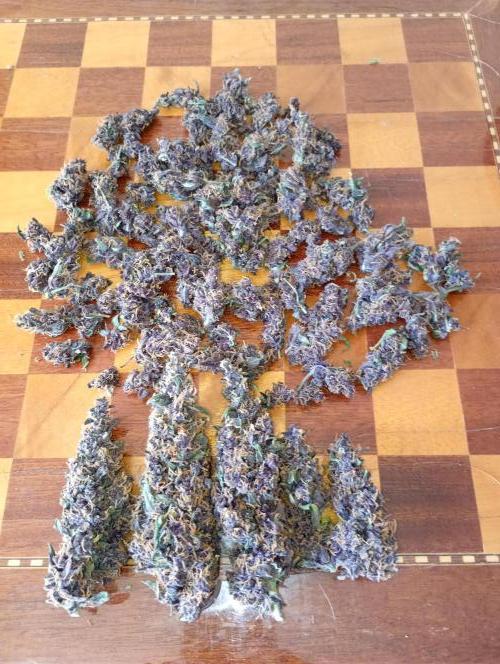 Sweet ZZ Auto Royal Queen Seeds. Week 14