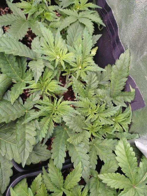 Grape Pop Rocks Auto Anesia Seeds. Week 5