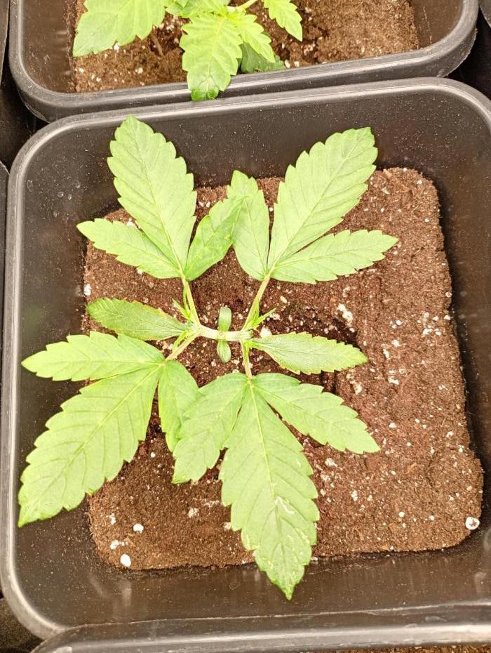 Banana Frost Auto Fastbuds. Week 3