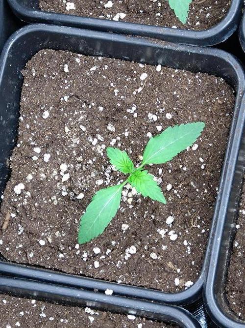 Outdoor Purplematic CBD RoyalQueenSeeds. Week 2