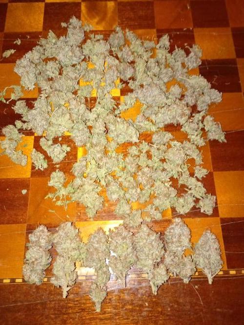 Gelato 44 Tyson 2.0 x RQS. Week 19