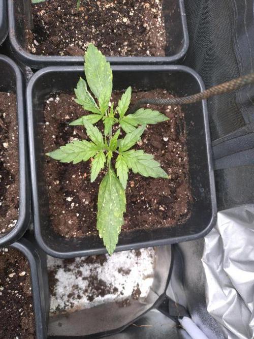 Outdoor Purplematic CBD RoyalQueenSeeds. Week 3